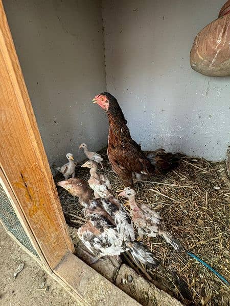 Murgi + 6 Chicks Available For Sale 0