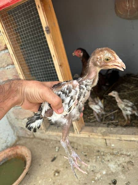 Murgi + 6 Chicks Available For Sale 2