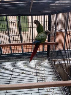 Green cheek and yellow sided Conure