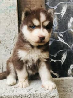 husky breeder female with pup