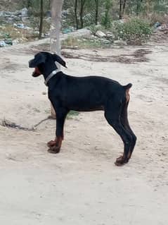 Doberman puppy