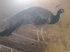 Peacock / Black Shoulder Peacock/ Black Peacock For Sale