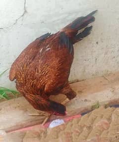 Brown beautiful hen for sale