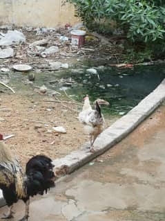 one male 2 female desi hens