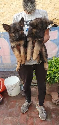 long coated jerman shepard pups