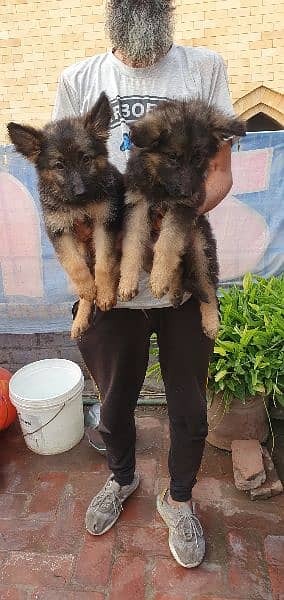 long coated jerman shepard pups 1
