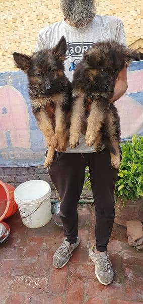 long coated jerman shepard pups 2