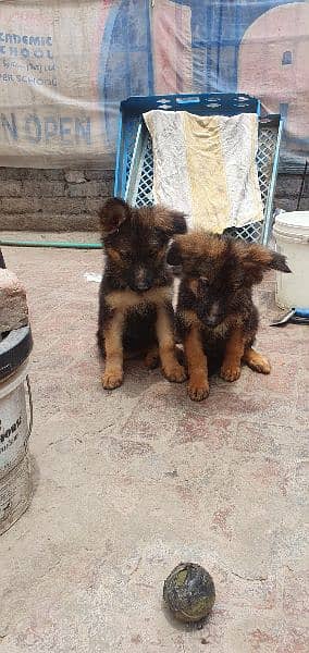 long coated jerman shepard pups 4