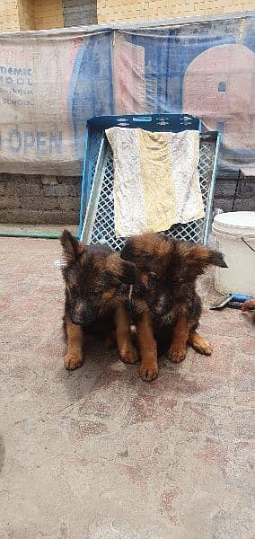 long coated jerman shepard pups 5