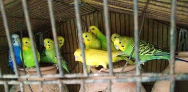 Australian Parrots.