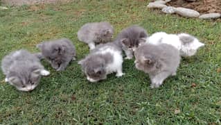 Adorable Persian Kittens for Sale!