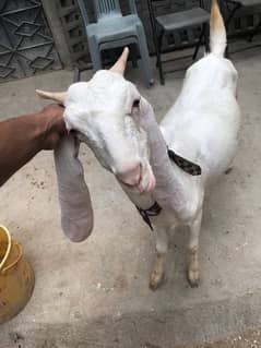 Bakri