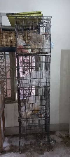 Birds Cage