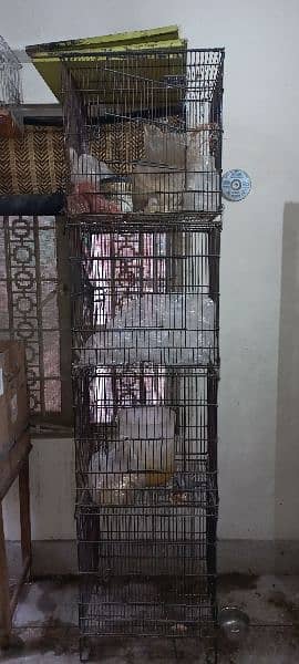 Birds Cage 1