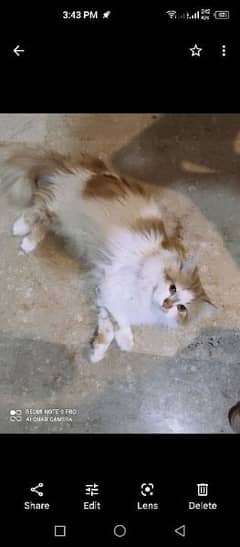 Percian Stud male cat