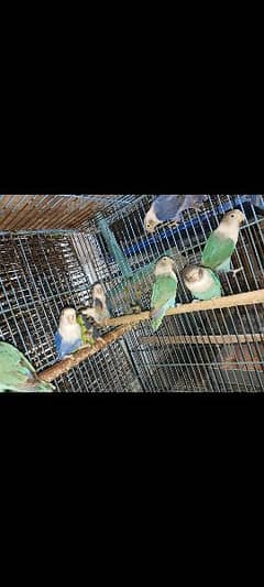 Violet/Blue Breader Love birds for urgent sale