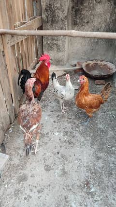 aseel, desi misri, silky, polish hens for sale