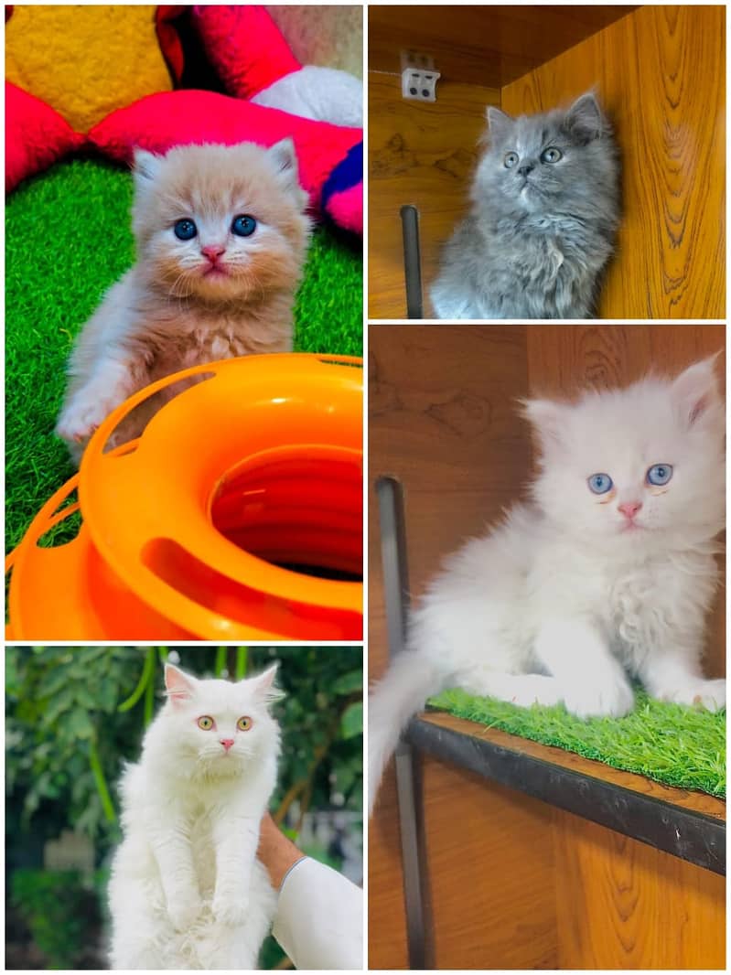 Persian Kitten | Punch face | Tripple coat | Persian Cat | Doll face | 19