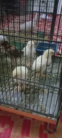 2 hen with heera chicks