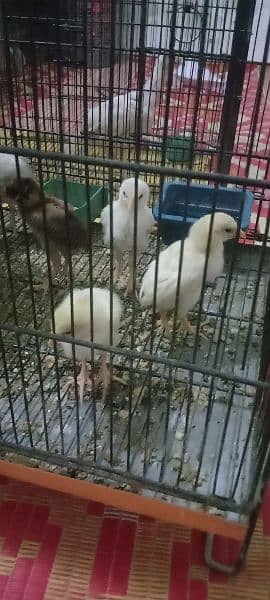 heera chicks 2