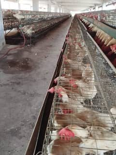 new poultry catch new mobile number, 03162353711