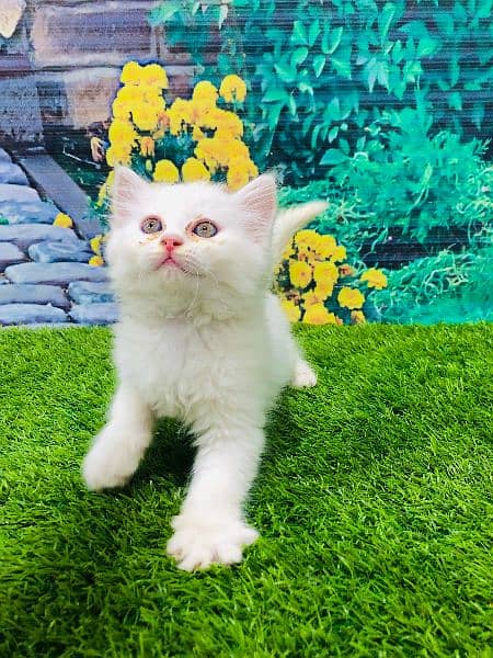 Persian Punch face triple coat cat Kitten 3