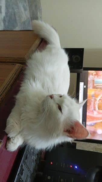 Persian female white cat trained and intelligent 2