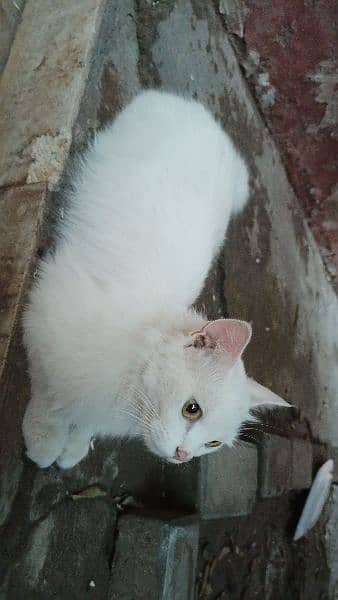 Persian female white cat trained and intelligent 3