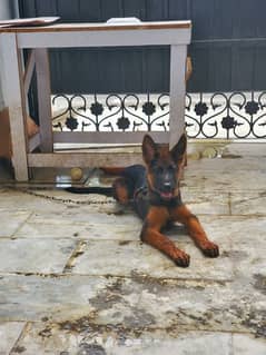 healthy Show quality male dog 4 months age heavy bone structure