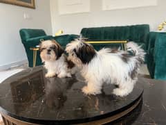 Shihtzu ( Shih-Tzu ) high quality puppies