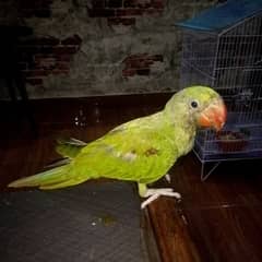 Alzandar parrot