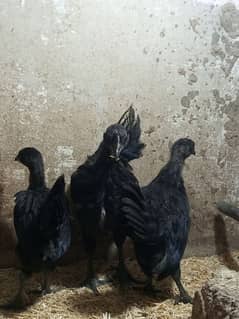 Ayam cemani gray tounge chicks for sale