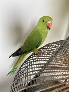 ringneck  parrot 0