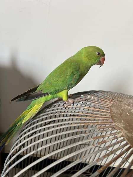 ringneck  parrot 1