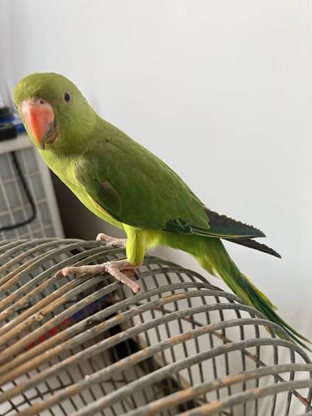ringneck  parrot 3
