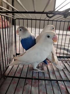 ALBINO AND FISHERY LOVE BIRDS