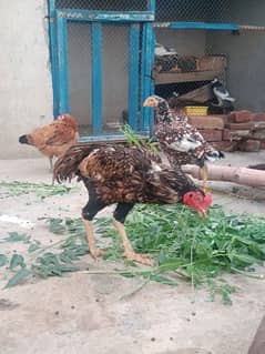 Aseel high quality murgha and chicks available