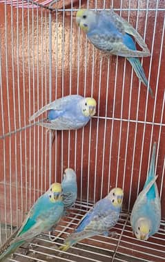 3 Breeder Rainbow pairs for sale in Violet n Blue colours. 03116130712