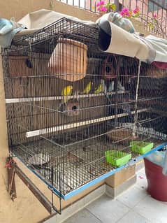 9 Budgies Available for Sale including Cage