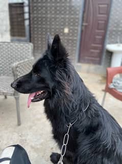 Black German Shepard available for stud