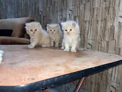 Persian Kittens For Sale 0