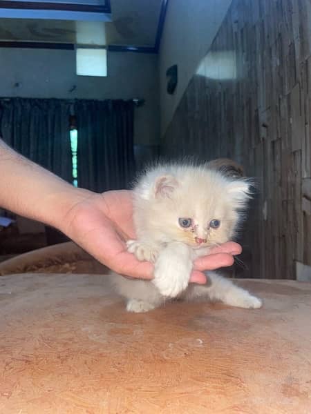 Persian Kittens For Sale 4