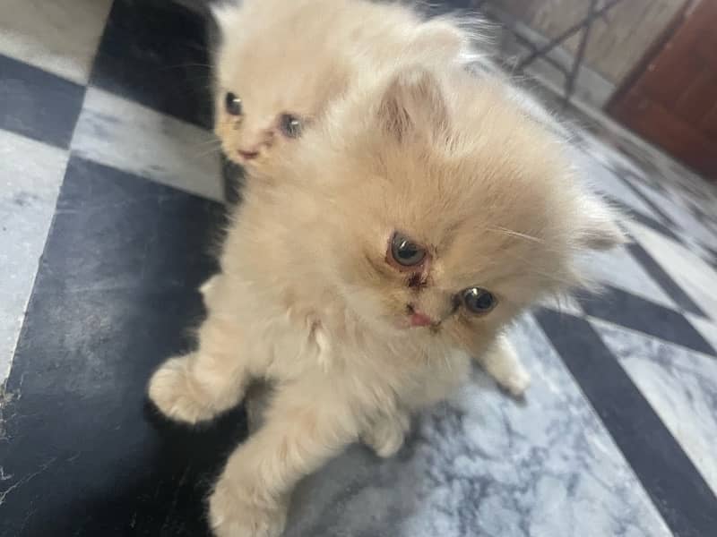 Persian Kittens For Sale 5