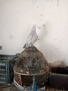 muhki pair and lovebirds and Cages