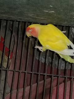 common lutino red eye love bird for sale