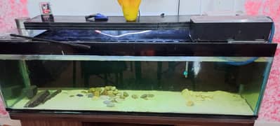 Aquarium for Sale