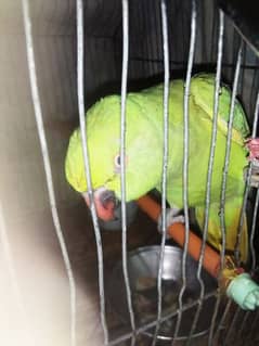 indian female ringneck for urgent sale