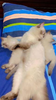 siamese trained cats male and female