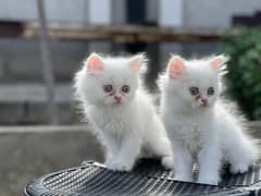 white persian kittens for sale / cargo available