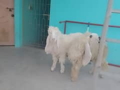 pure Sargodha kajla pair